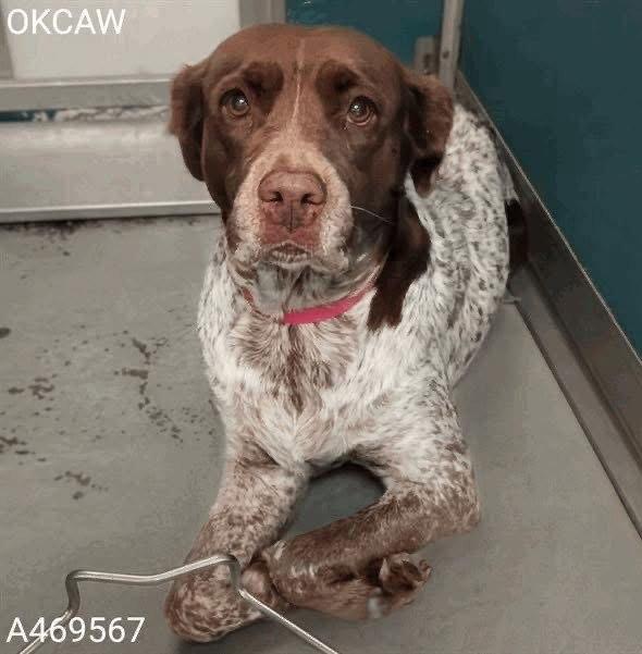 Enlarge OK/Gabby Sue, a Adoptable mixed breed in Baldwinsville, NY image 2/3
