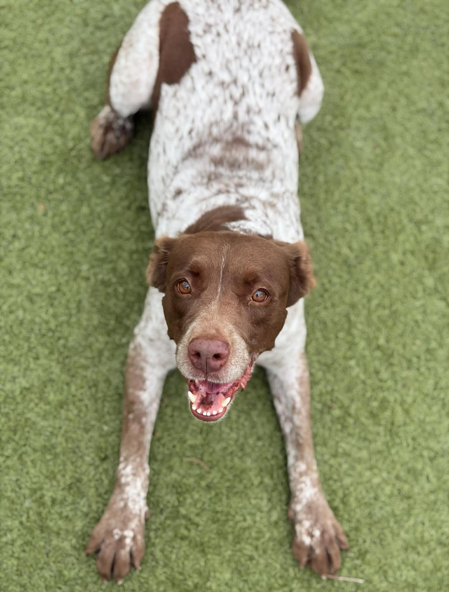 Enlarge OK/Gabby Sue, a Adoptable mixed breed in Baldwinsville, NY image 3/3