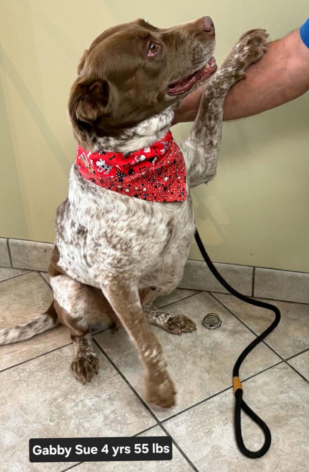 OK/Gabby Sue, a Adoptable mixed breed in Fairfax, OK image 2/3