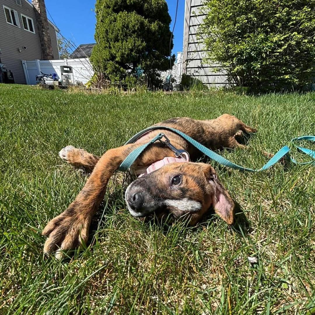 Enlarge Shirley Shrimp, a ADOPTABLE Mixed Breed in Yaphank, NY image 2/6