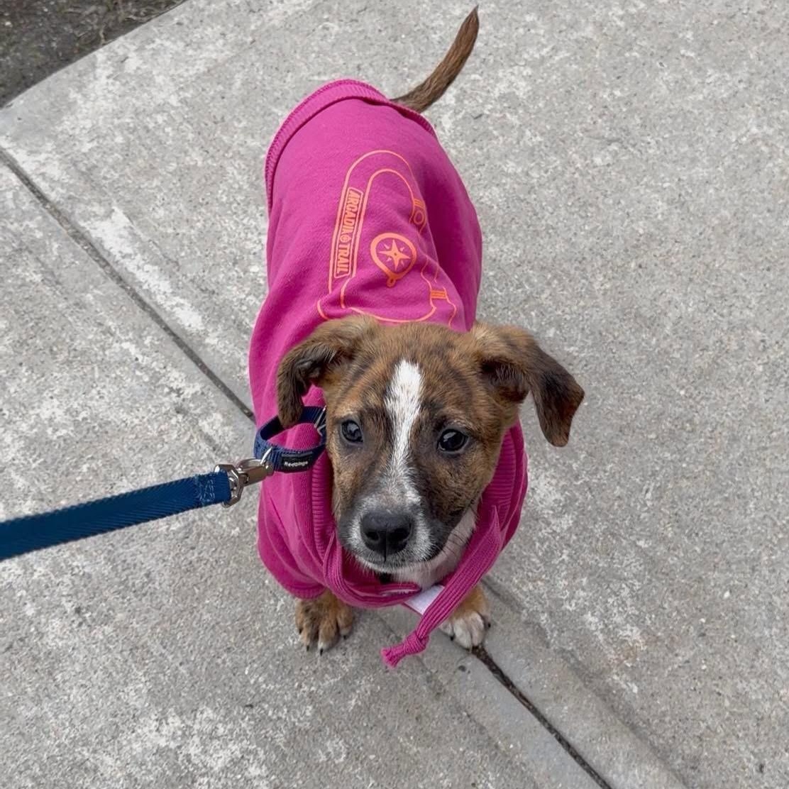 Enlarge Shirley Shrimp, a ADOPTABLE Mixed Breed in Yaphank, NY image 3/6