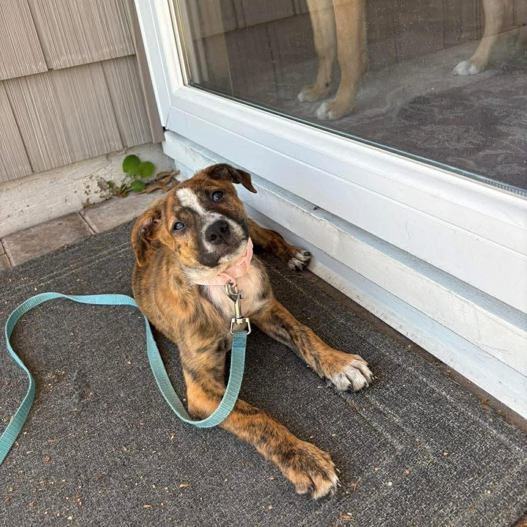 Enlarge Shirley Shrimp, a ADOPTABLE Mixed Breed in Yaphank, NY image 5/6
