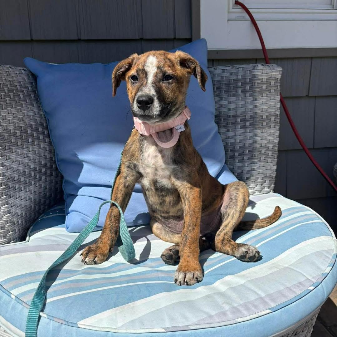 Enlarge Shirley Shrimp, a ADOPTABLE Mixed Breed in Yaphank, NY image 4/6