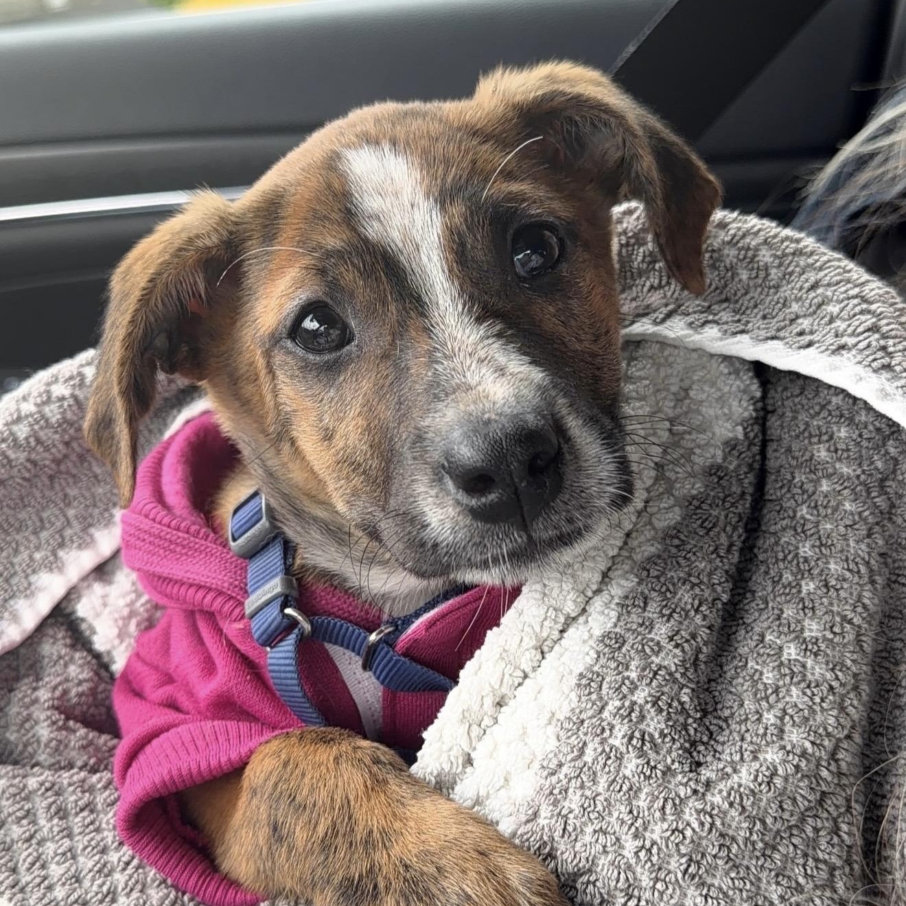 Enlarge Shirley Shrimp, a ADOPTABLE Mixed Breed in Yaphank, NY image 6/6