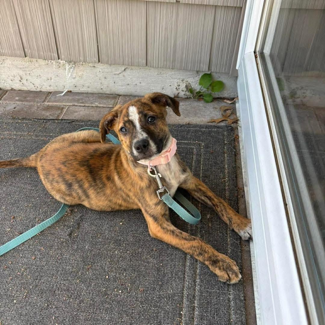 Shirley Shrimp, ADOPTABLE, Puppy Female Mixed Breed.