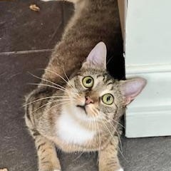 Scarlette, a Adoptable Domestic Short Hair in Ladson, SC image 4/5