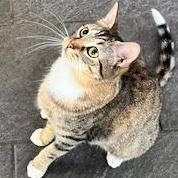 Scarlette, a Adoptable Domestic Short Hair in Ladson, SC image 1/5