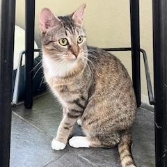 Scarlette, a Adoptable Domestic Short Hair in Ladson, SC image 5/5