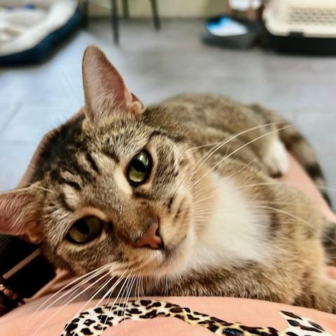 Scarlette, a Adoptable Domestic Short Hair in Ladson, SC image 2/5