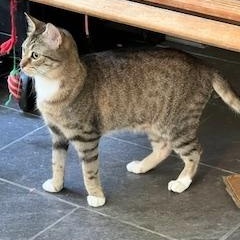 Scarlette, a Adoptable Domestic Short Hair in Ladson, SC image 3/5