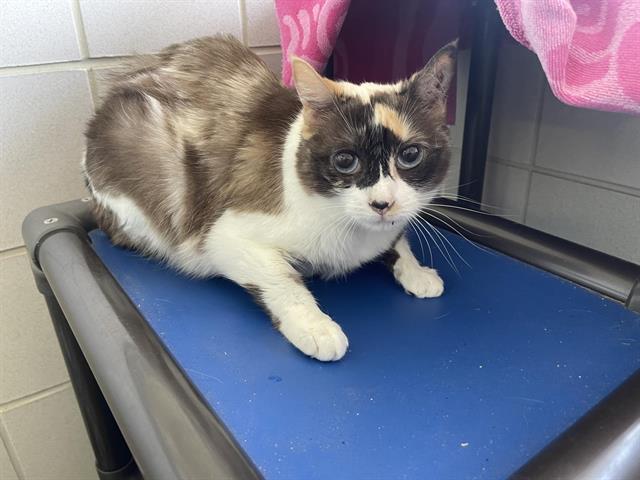 Enlarge ANGEL, a Adoptable Domestic Medium Hair in Auburn, CA image 1/1