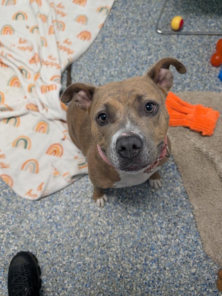 Enlarge Rosie, a Adoptable Mixed Breed in Angola, IN image 1/2
