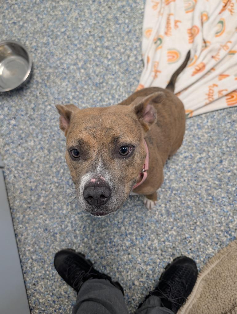 Enlarge Rosie, a Adoptable Mixed Breed in Angola, IN image 2/2