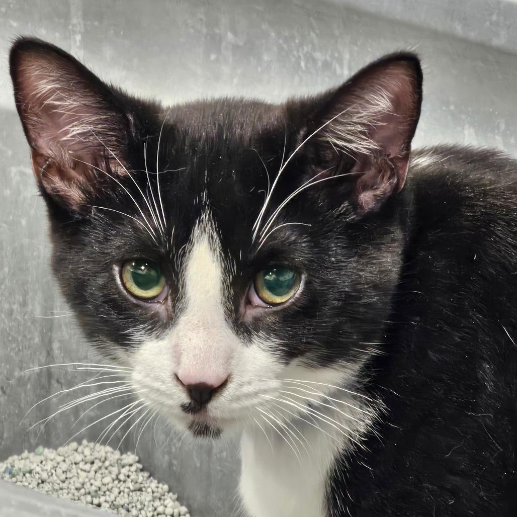 Enlarge Cupid, a Adoptable Domestic Short Hair in Corydon, IN image 1/1