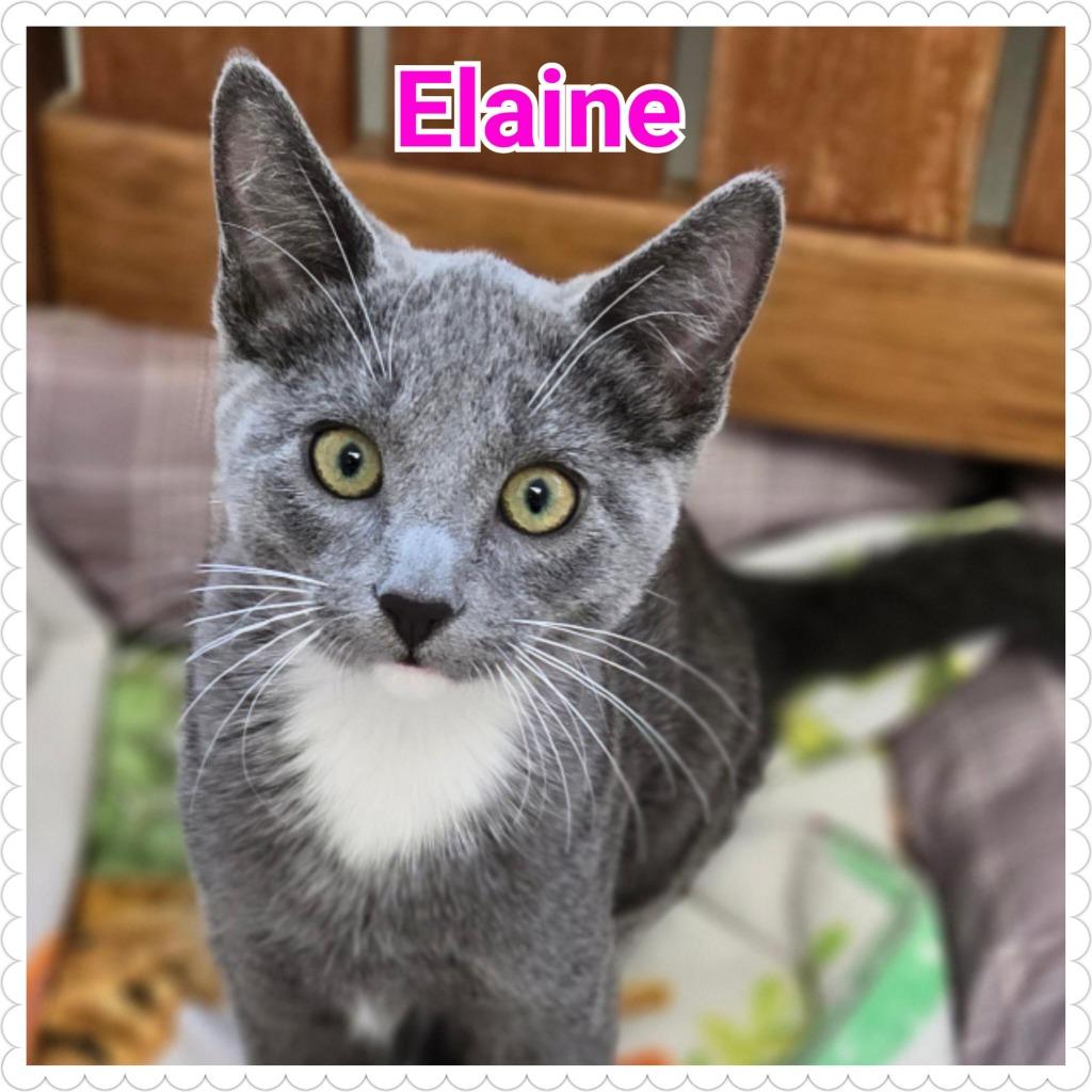 Elaine, Adopted, Young Female Domestic Short Hair.