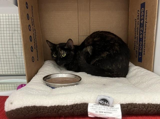 Nightshade, a Adoptable mixed breed in Saint Paul, MN image 1/2