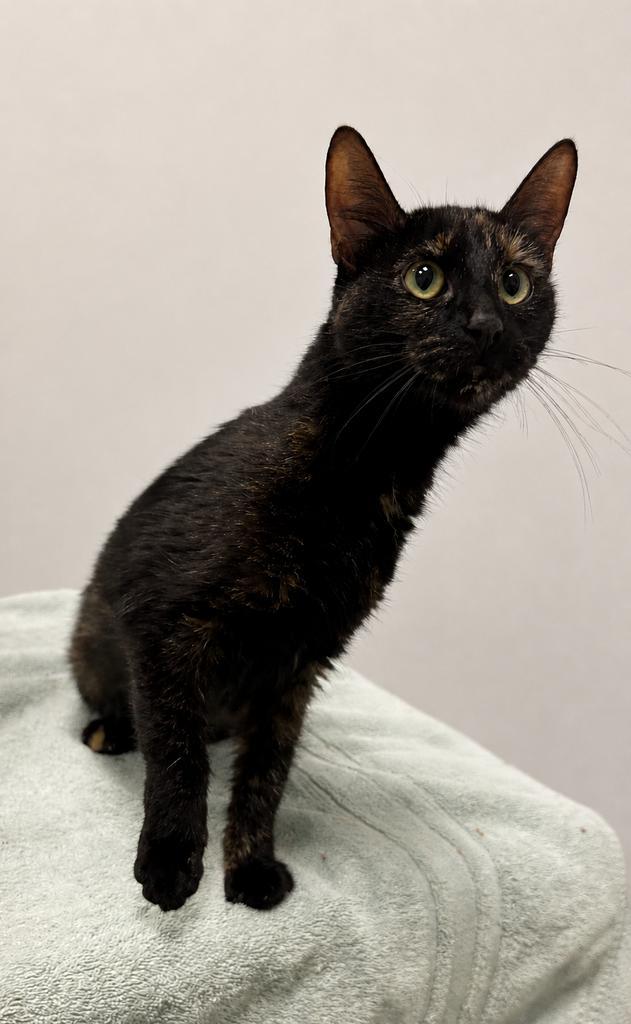 Nightshade, a Adoptable mixed breed in Saint Paul, MN image 2/2