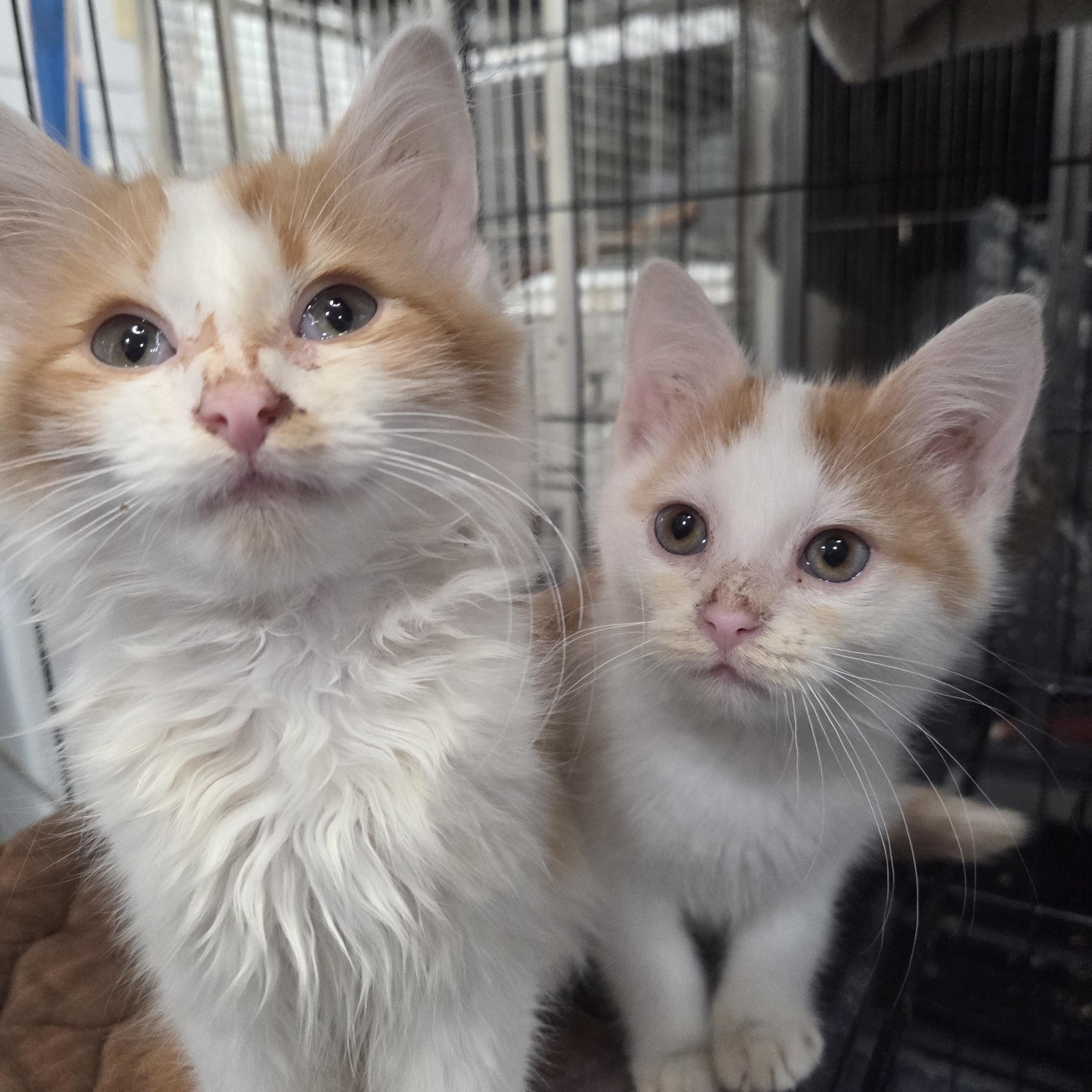 Cupid, adopted, Kitten Male Domestic Long Hair.