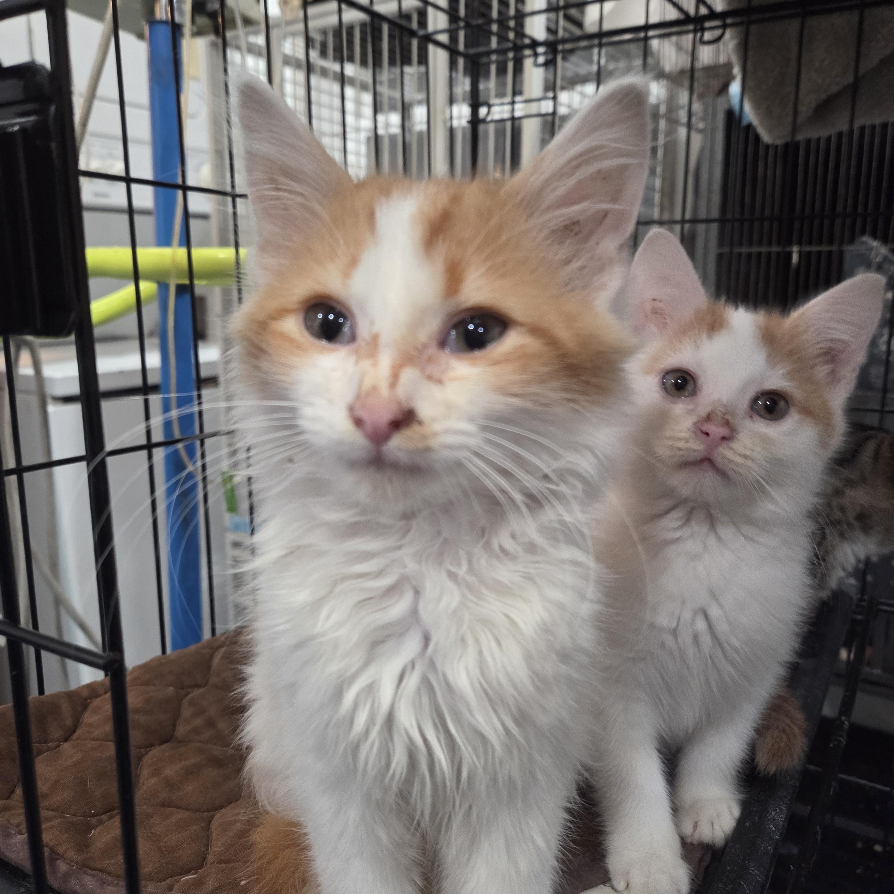 Enlarge Cupid, an adopted Domestic Long Hair in Columbia, MO image 2/3