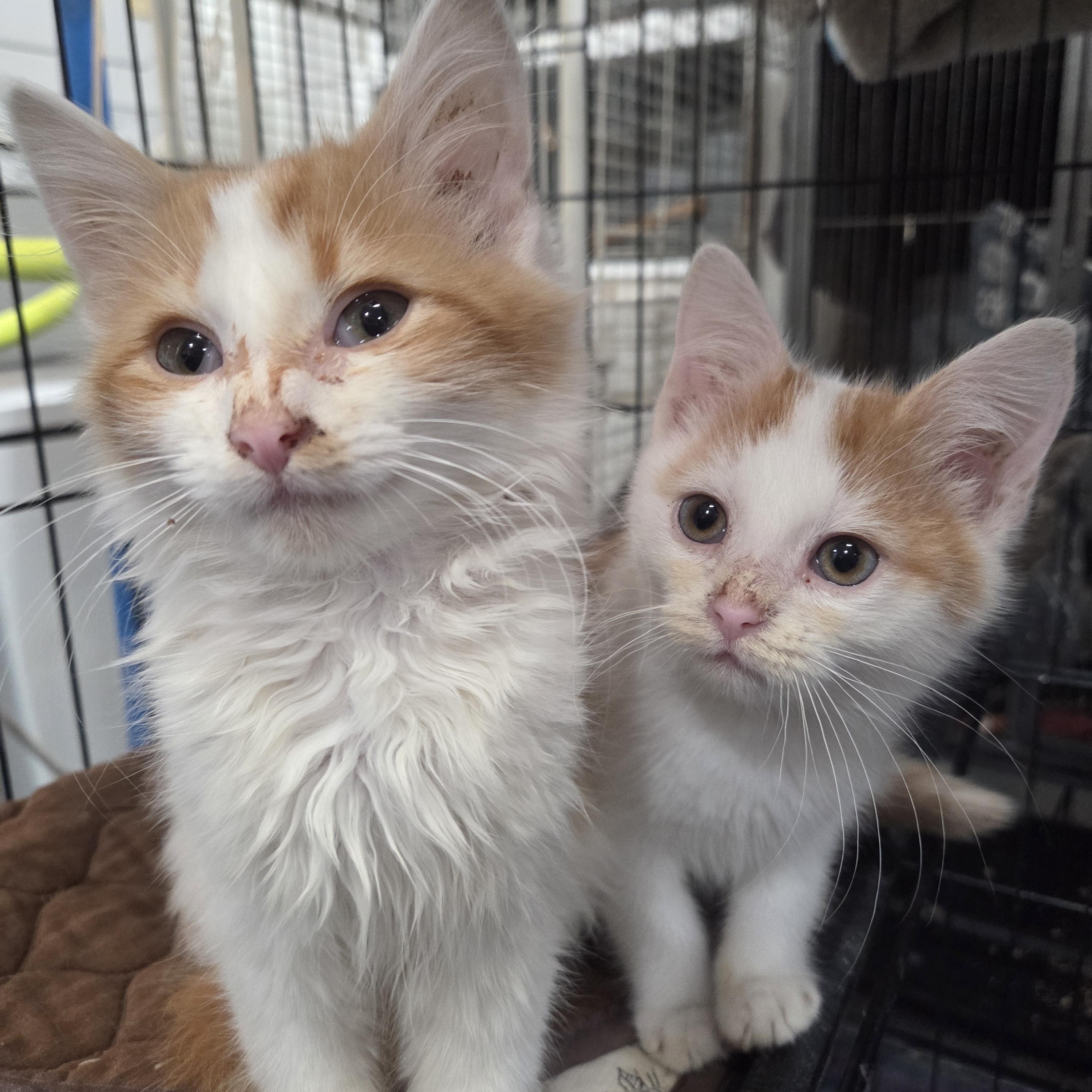 Enlarge Cupid, an adopted Domestic Long Hair in Columbia, MO image 3/3