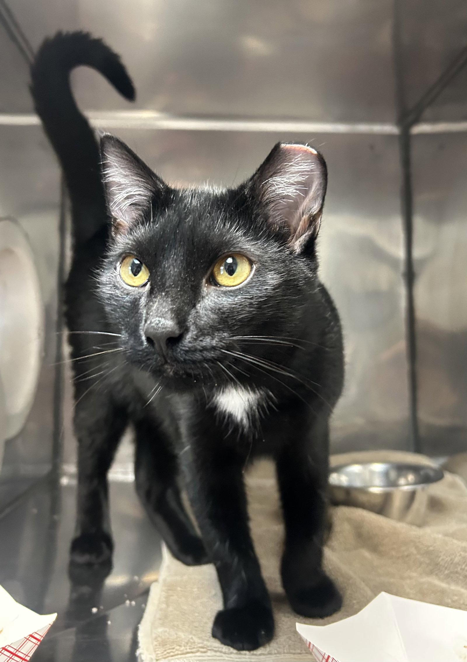 Enlarge Kipper, a Adoptable Domestic Short Hair in Lancaster, PA image 1/1