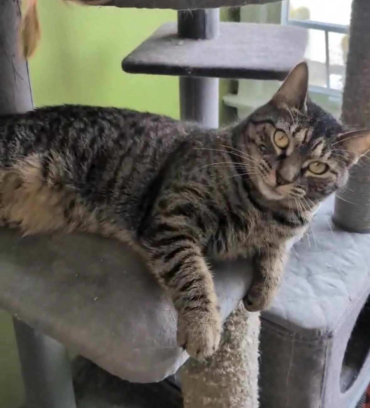 Enlarge Gloria ( friendly & playful), a ADOPTABLE Domestic Short Hair in Staten island, NY image 4/6