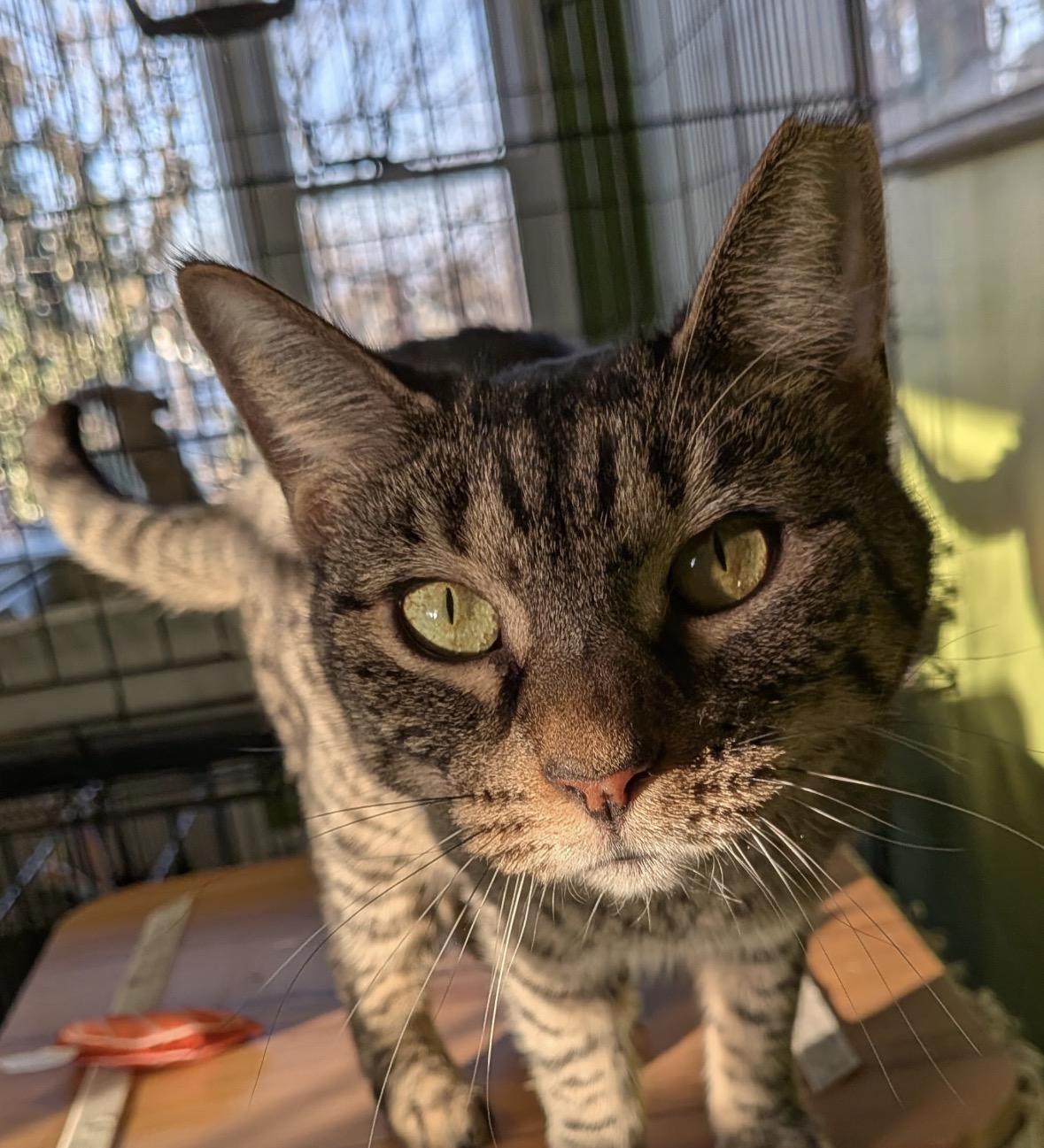 Enlarge Gloria ( friendly & playful), a ADOPTABLE Domestic Short Hair in Staten island, NY image 3/6