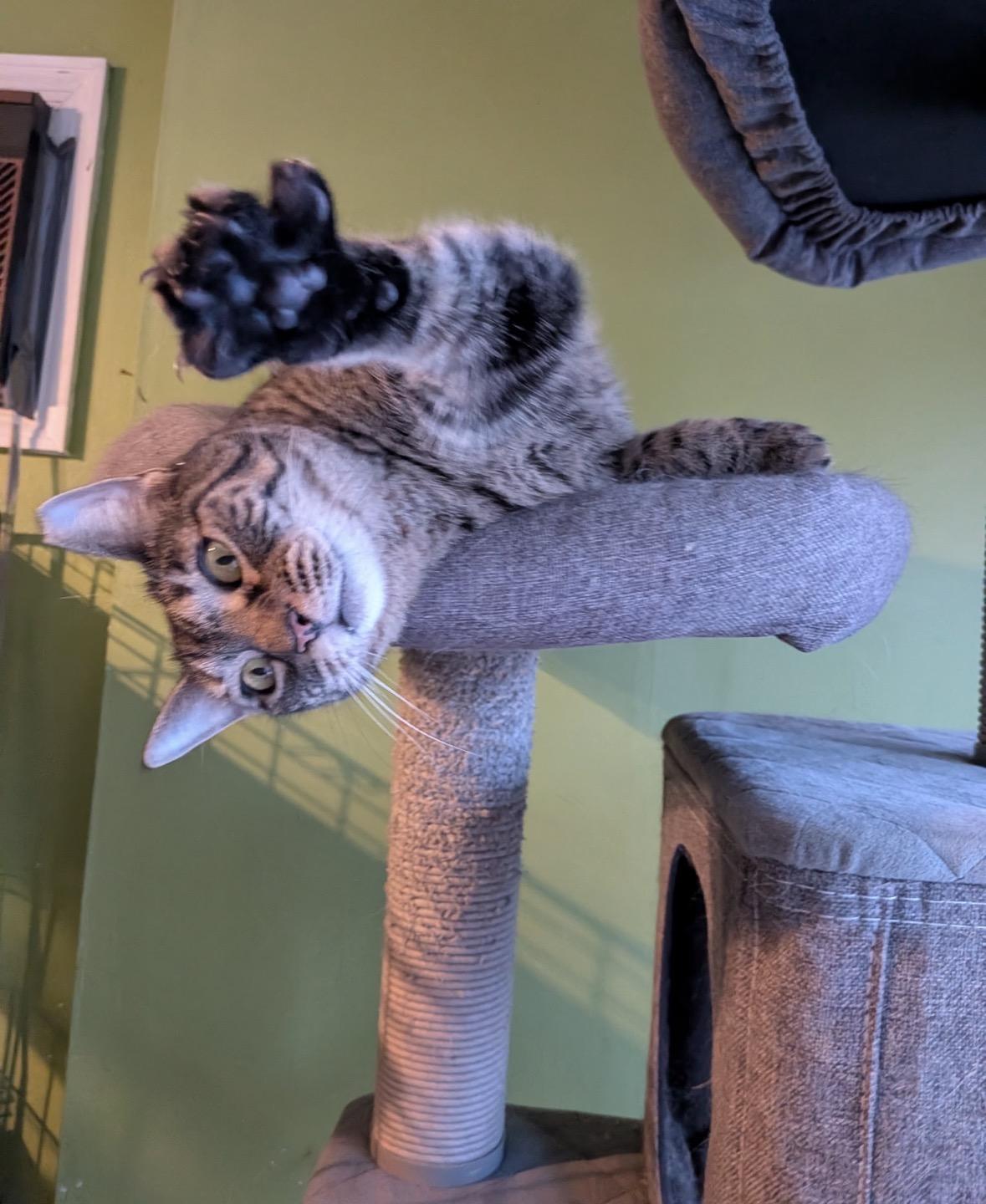 Gloria ( friendly & playful), ADOPTABLE, Adult Female Domestic Short Hair.