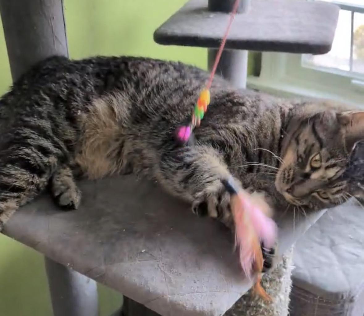 Enlarge Gloria ( friendly & playful), a ADOPTABLE Domestic Short Hair in Staten island, NY image 5/6