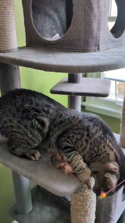 Enlarge Gloria ( friendly & playful), a ADOPTABLE Domestic Short Hair in Staten island, NY video 6/6