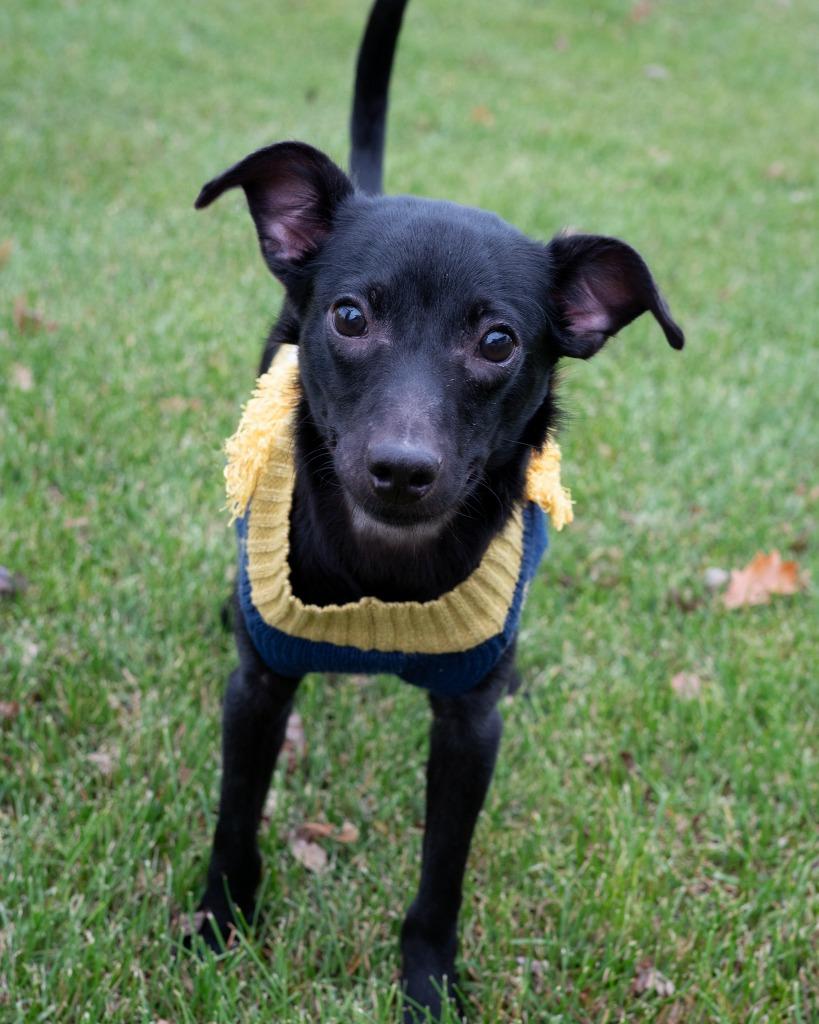 Kip, Adoptable, Young Male Chihuahua.