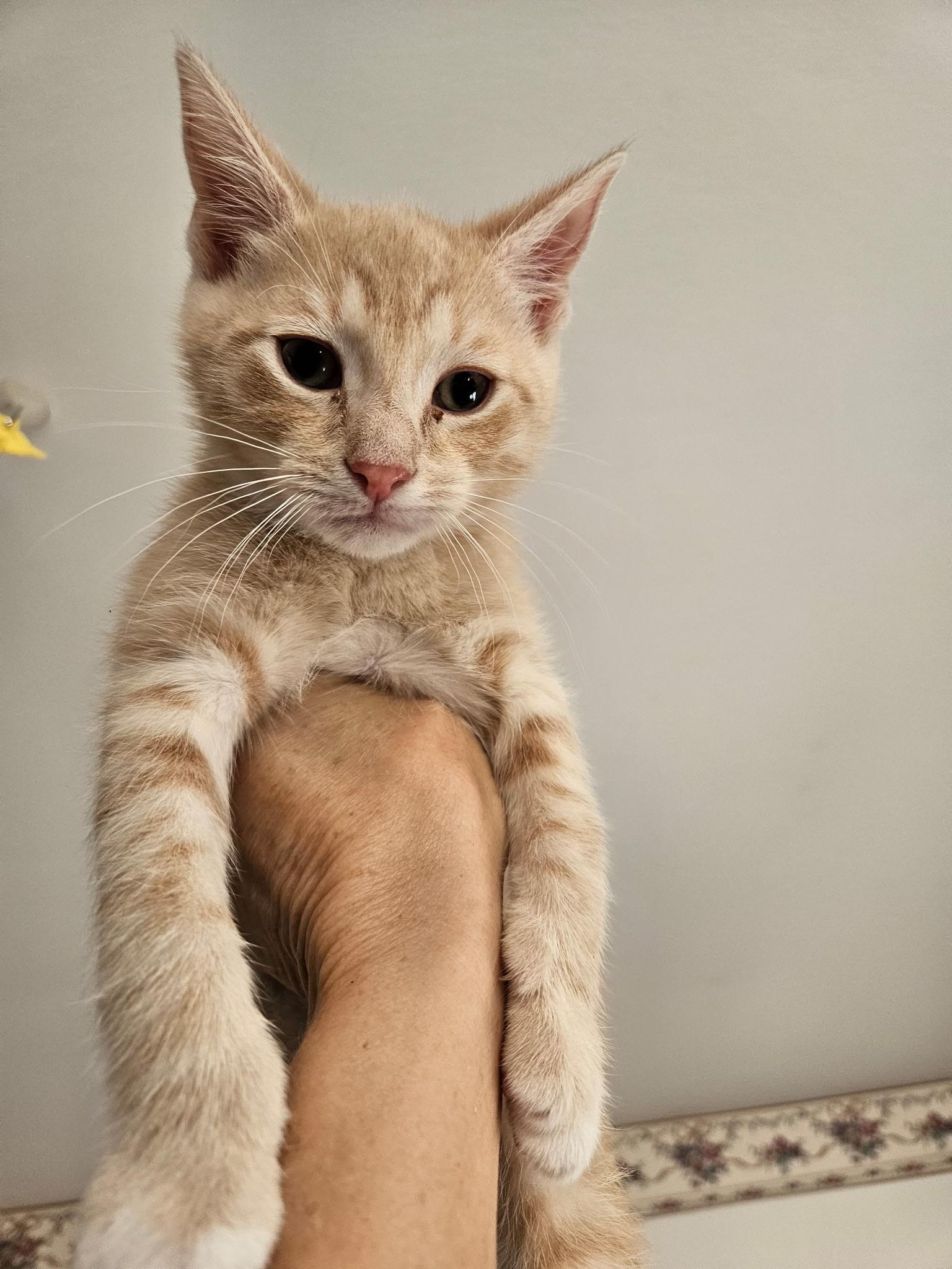 Nacho, adopted, Kitten Male Siamese & Tabby.