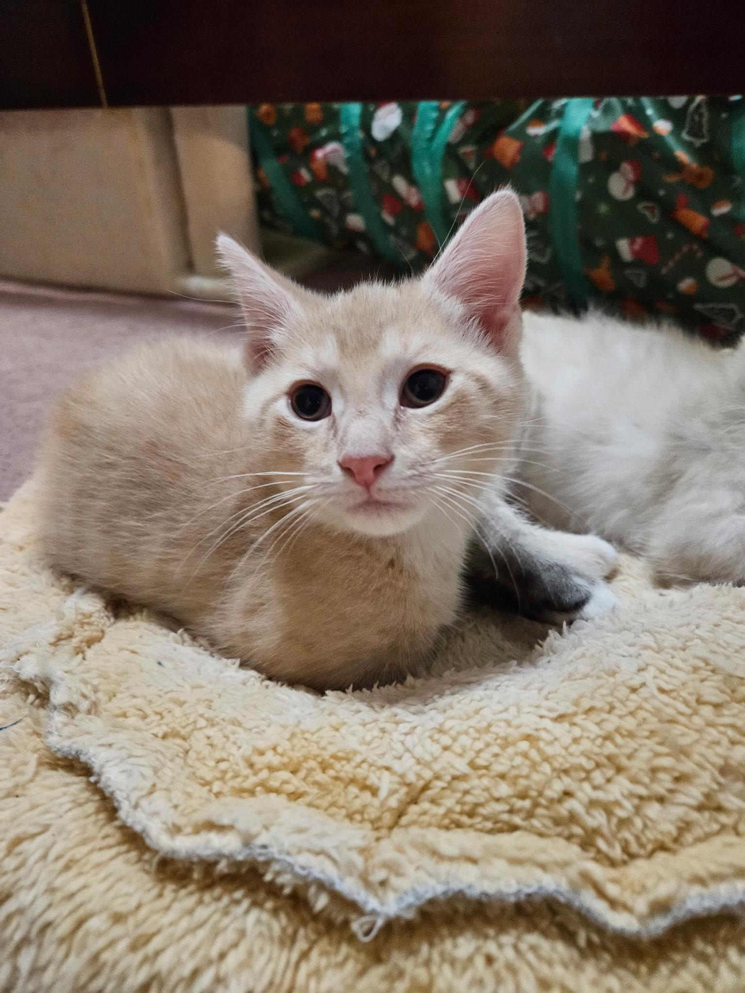 Enlarge Nacho, an adopted mixed breed in Export, PA image 2/6