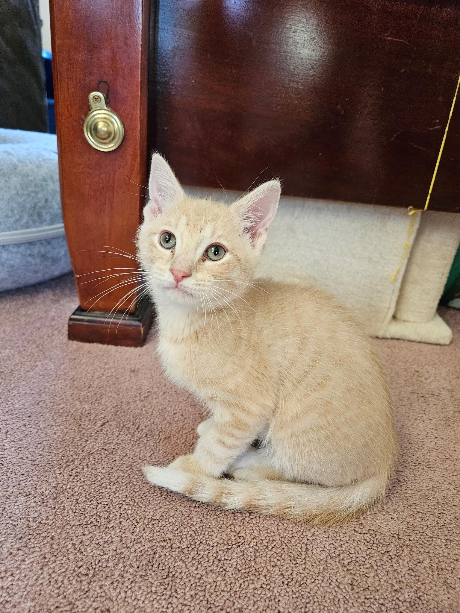 Enlarge Nacho, an adopted mixed breed in Export, PA image 3/6