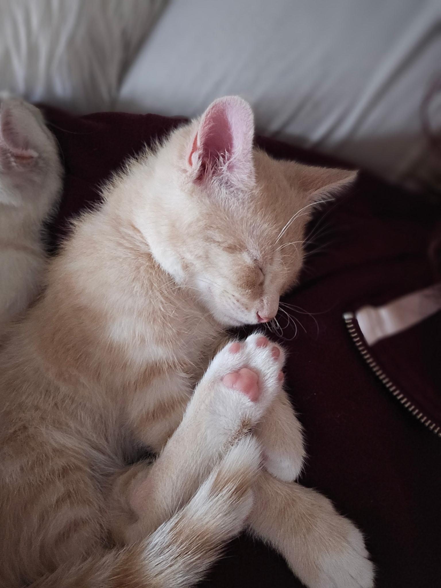 Enlarge Nacho, an adopted mixed breed in Export, PA image 4/6