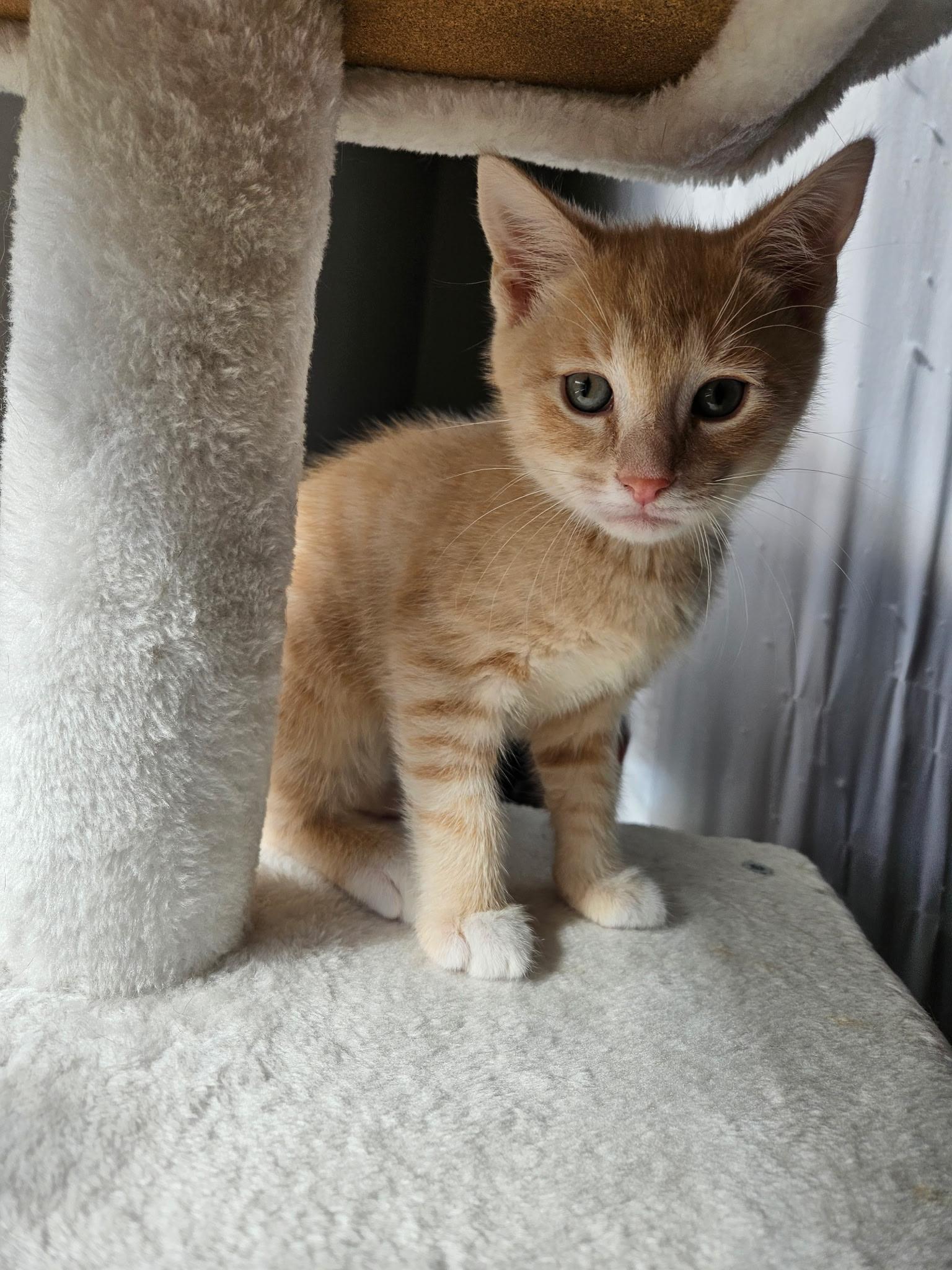 Enlarge Nacho, an adopted mixed breed in Export, PA image 5/6