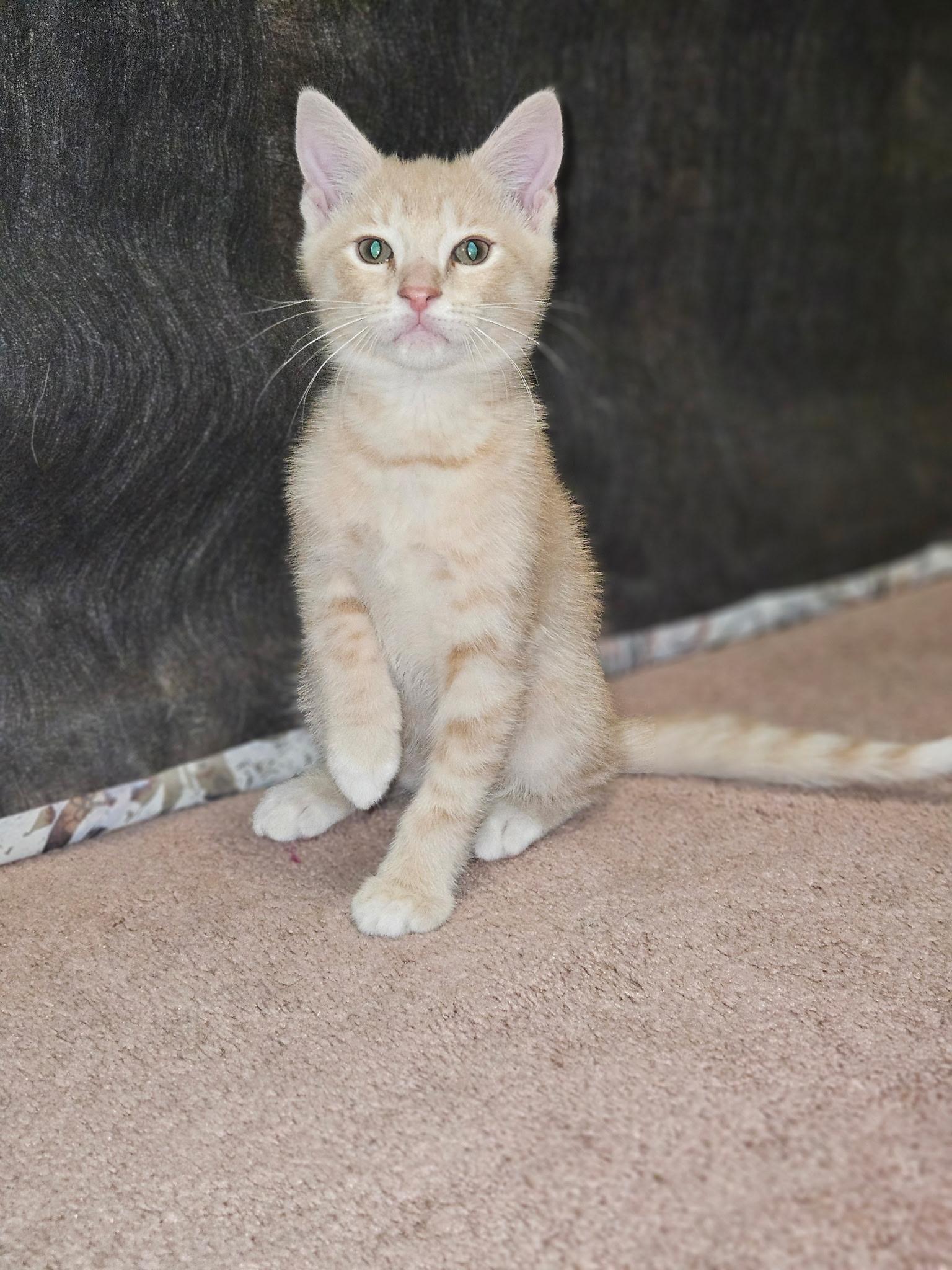 Enlarge Nacho, an adopted mixed breed in Export, PA image 6/6