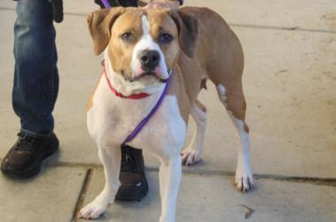 POSH, Adoptable, Adult Female Pit Bull Terrier & Mixed Breed.