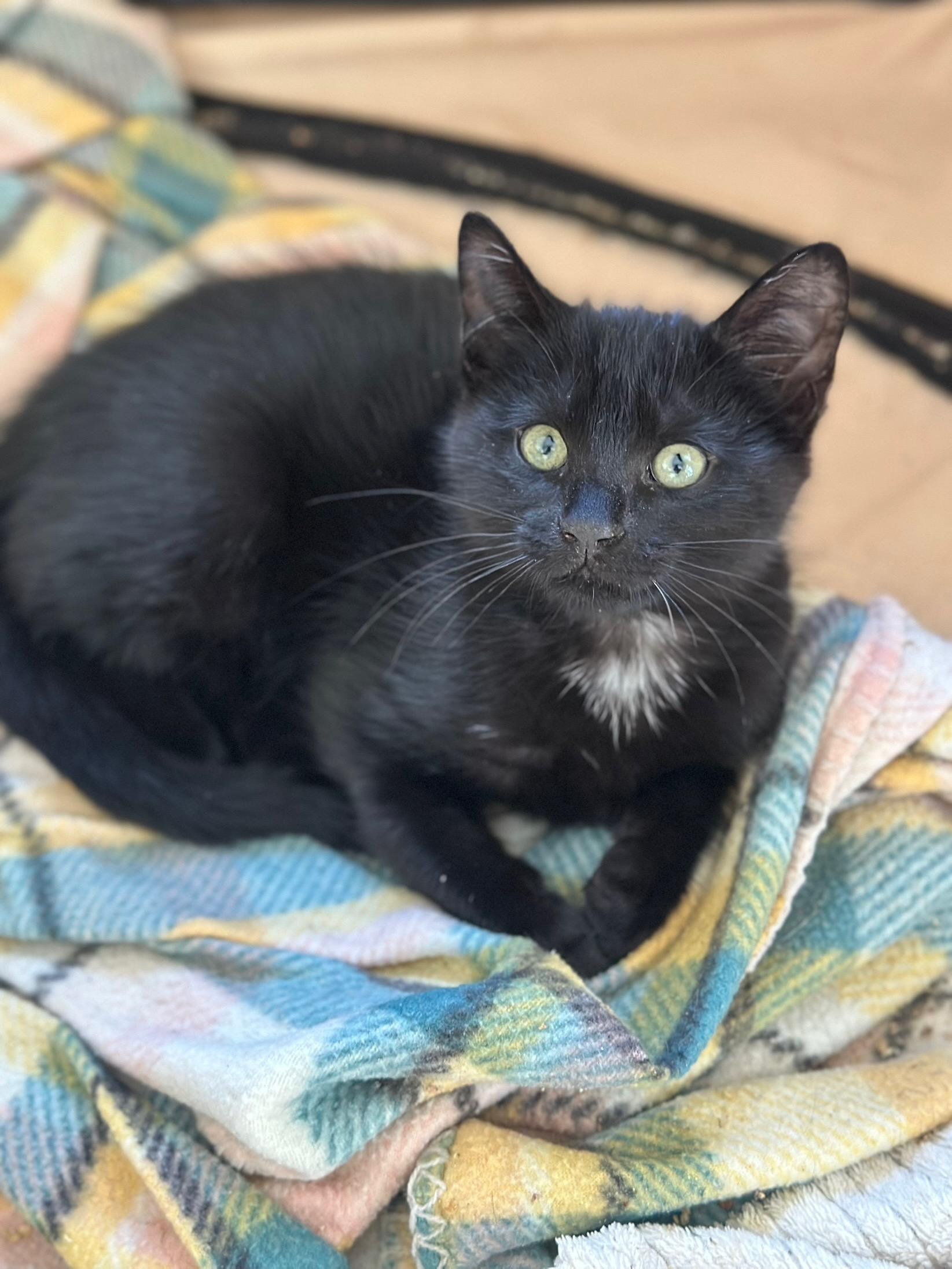 Enlarge Dax (baby kitten) , a Adoptable Domestic Medium Hair in Port Orange, FL image 1/4