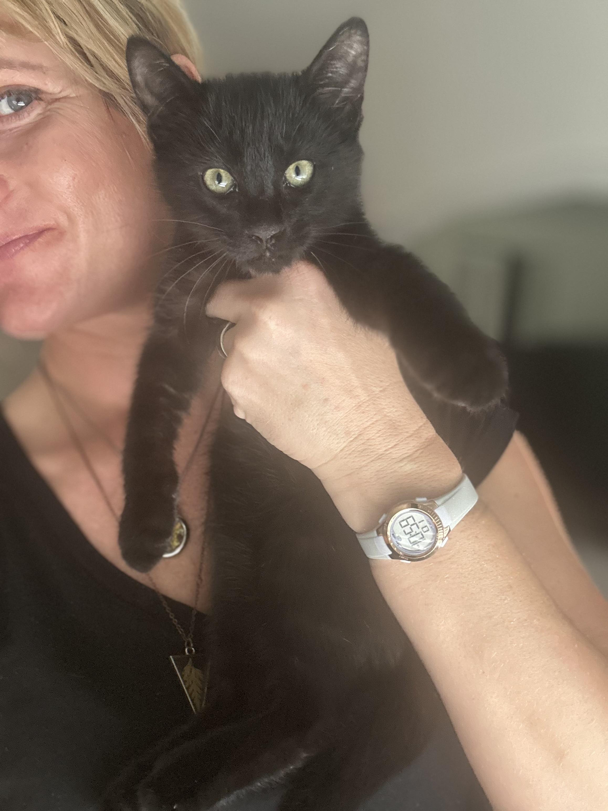 Enlarge Dax (baby kitten) , a Adoptable Domestic Medium Hair in Port Orange, FL image 2/4