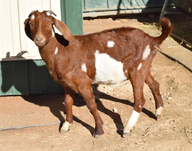 SIMONE, Adoptable, Adult Female Sheep.