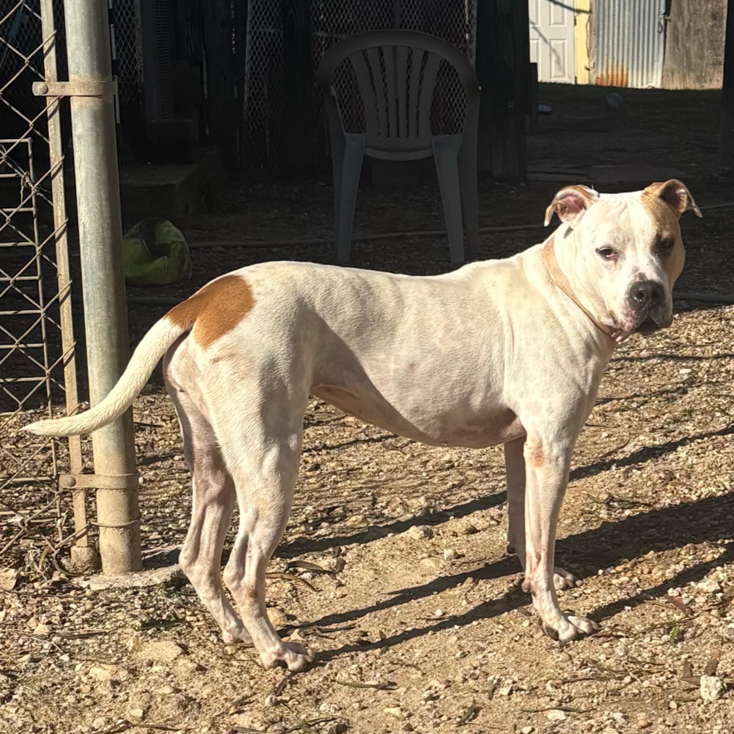 Enlarge Harper, a Adoptable mixed breed in Kingwood, TX image 6/6