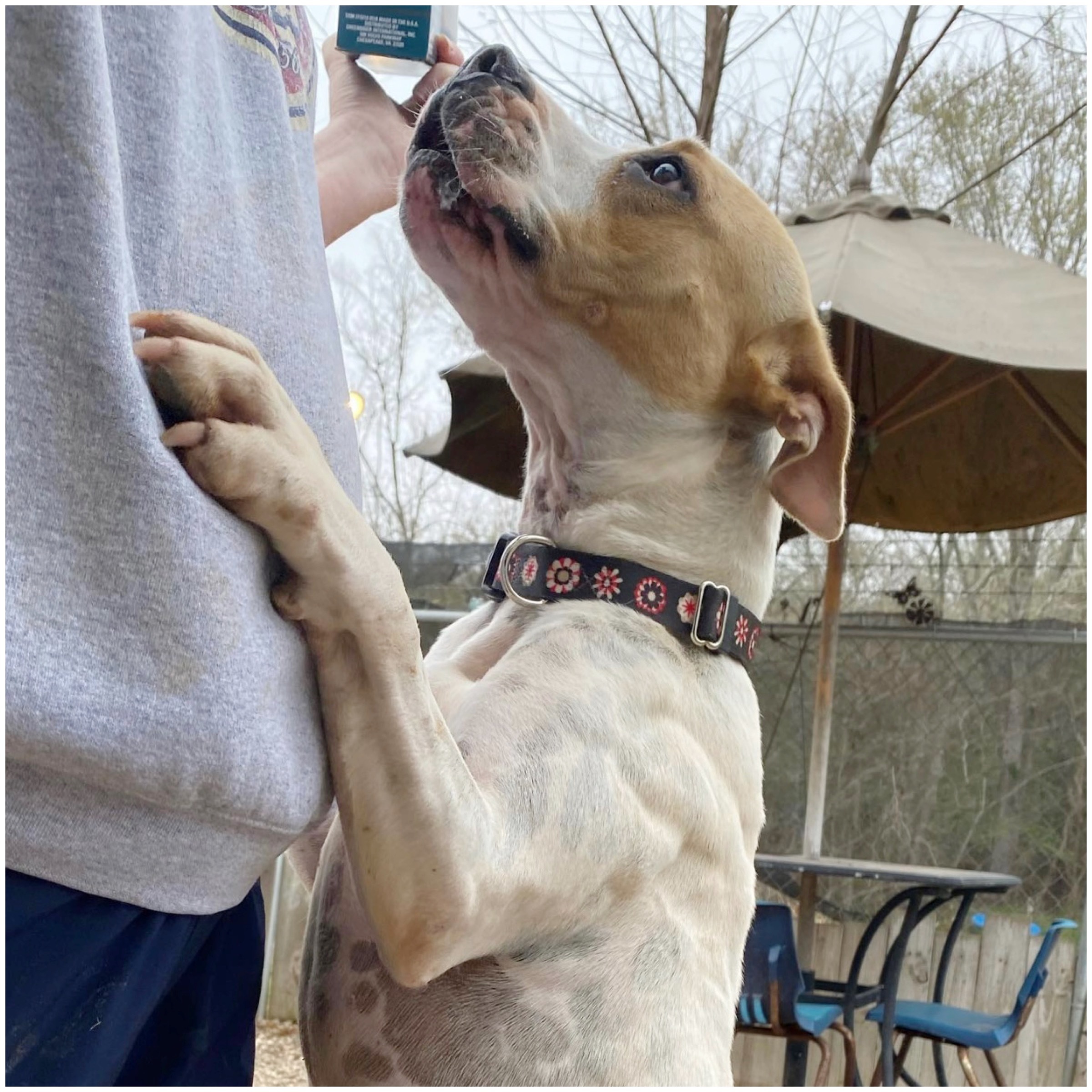 Harper, a Adoptable mixed breed in Kingwood, TX image 3/6