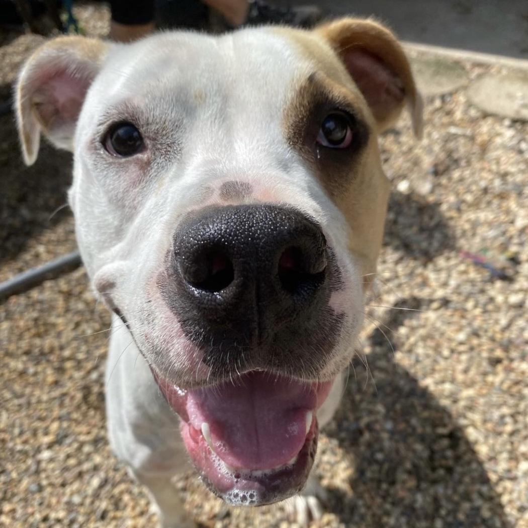 Enlarge Harper, a Adoptable mixed breed in Kingwood, TX image 2/6
