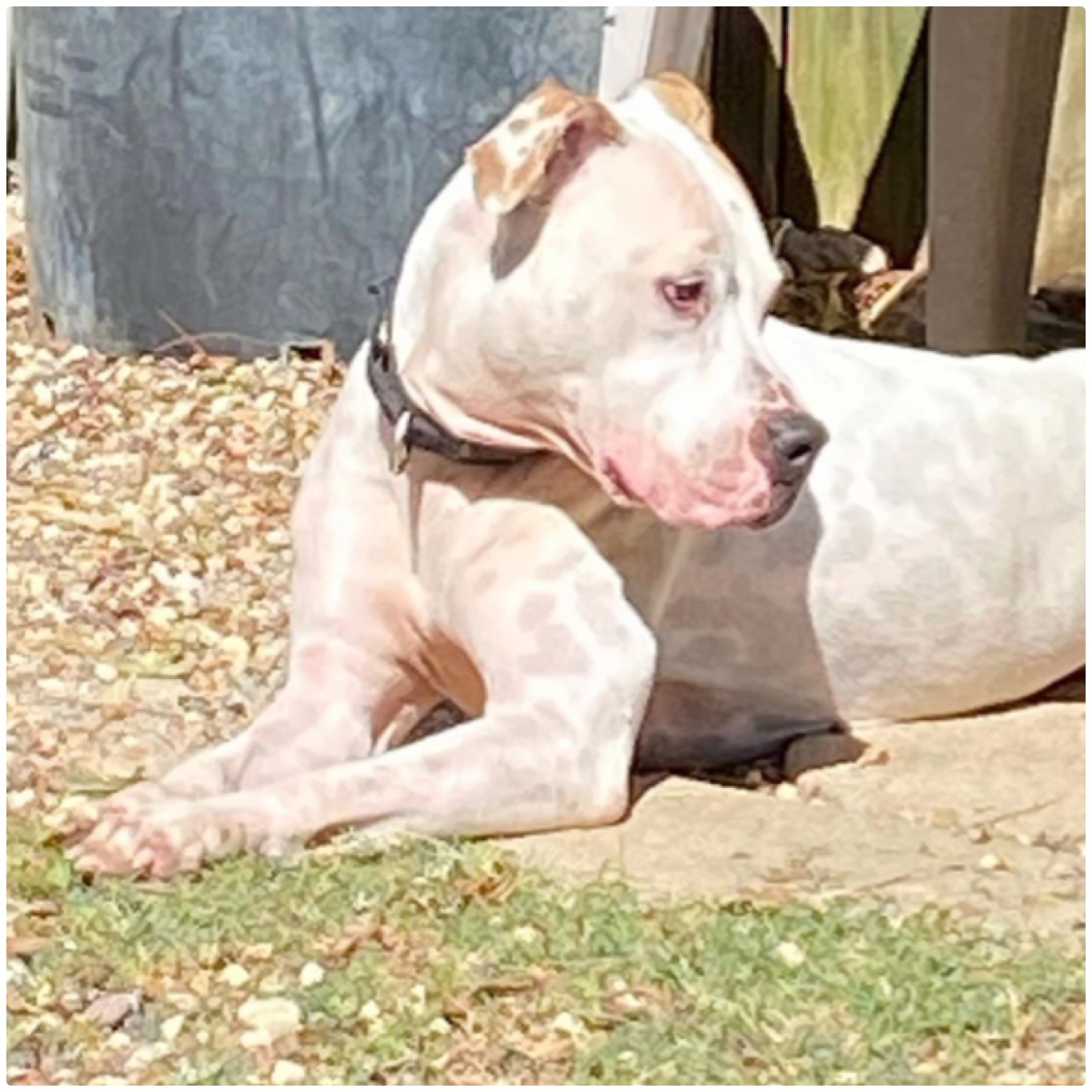 Harper, a Adoptable mixed breed in Kingwood, TX image 5/6