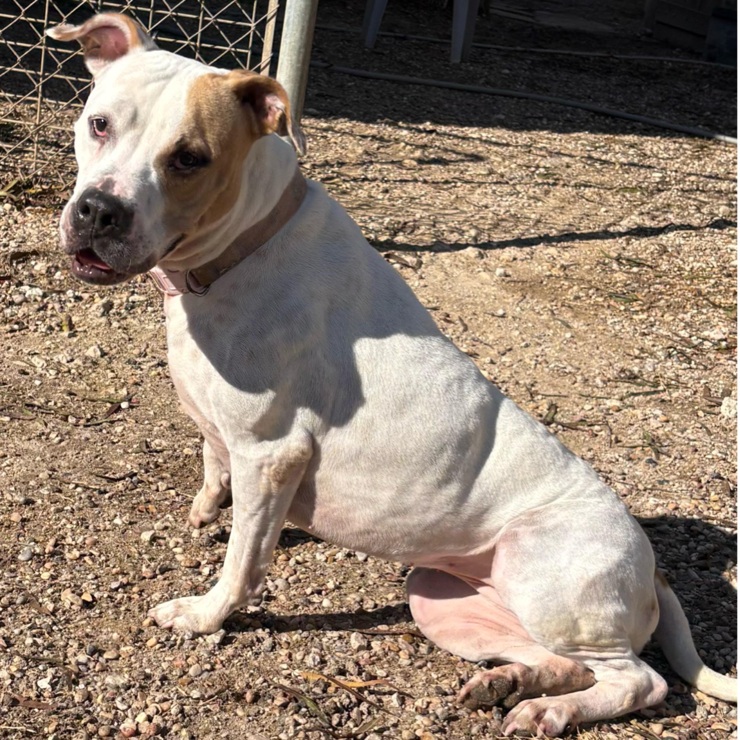Harper, Adoptable, Adult Female Boxer & Terrier.
