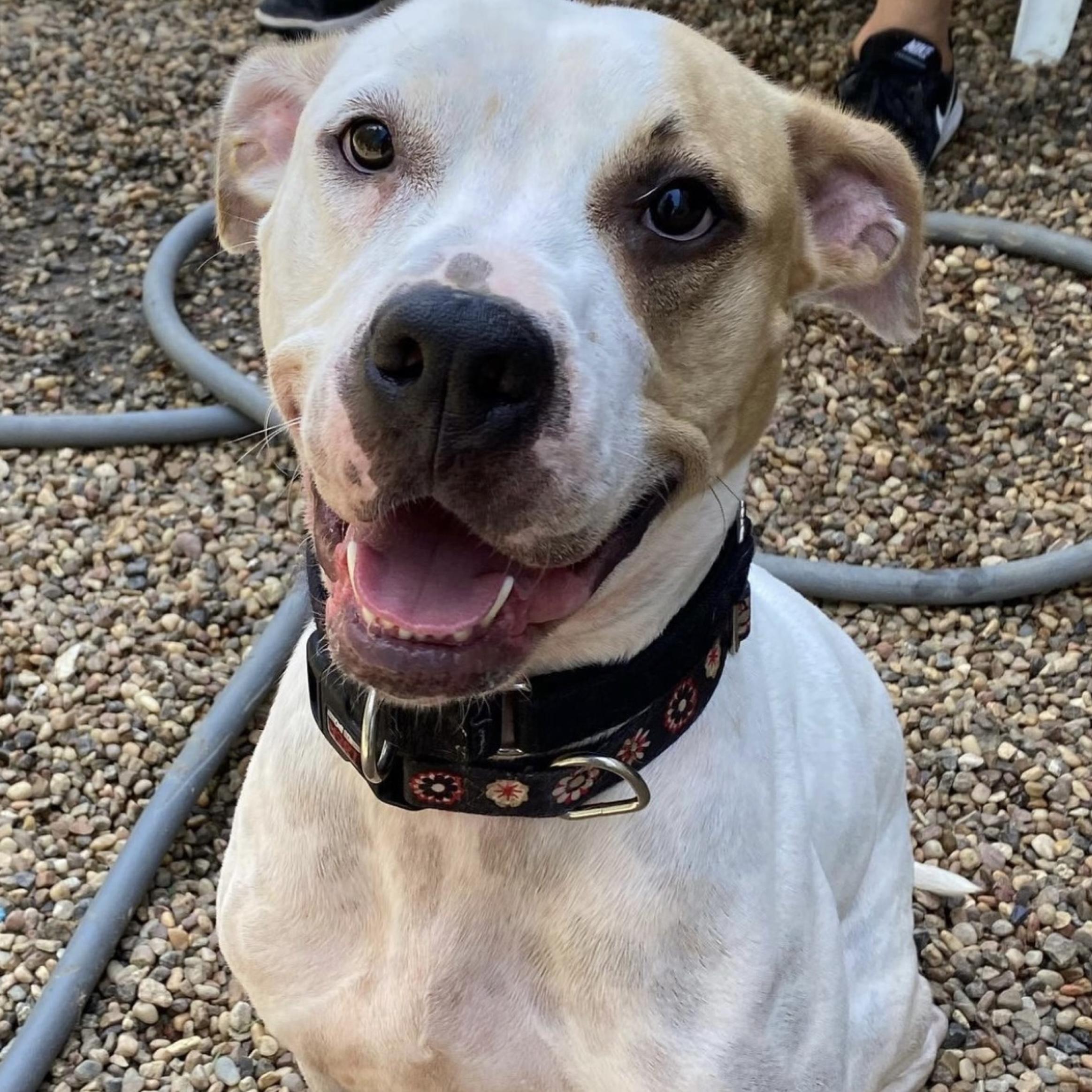 Harper, Adoptable, Adult Female Boxer & Terrier.