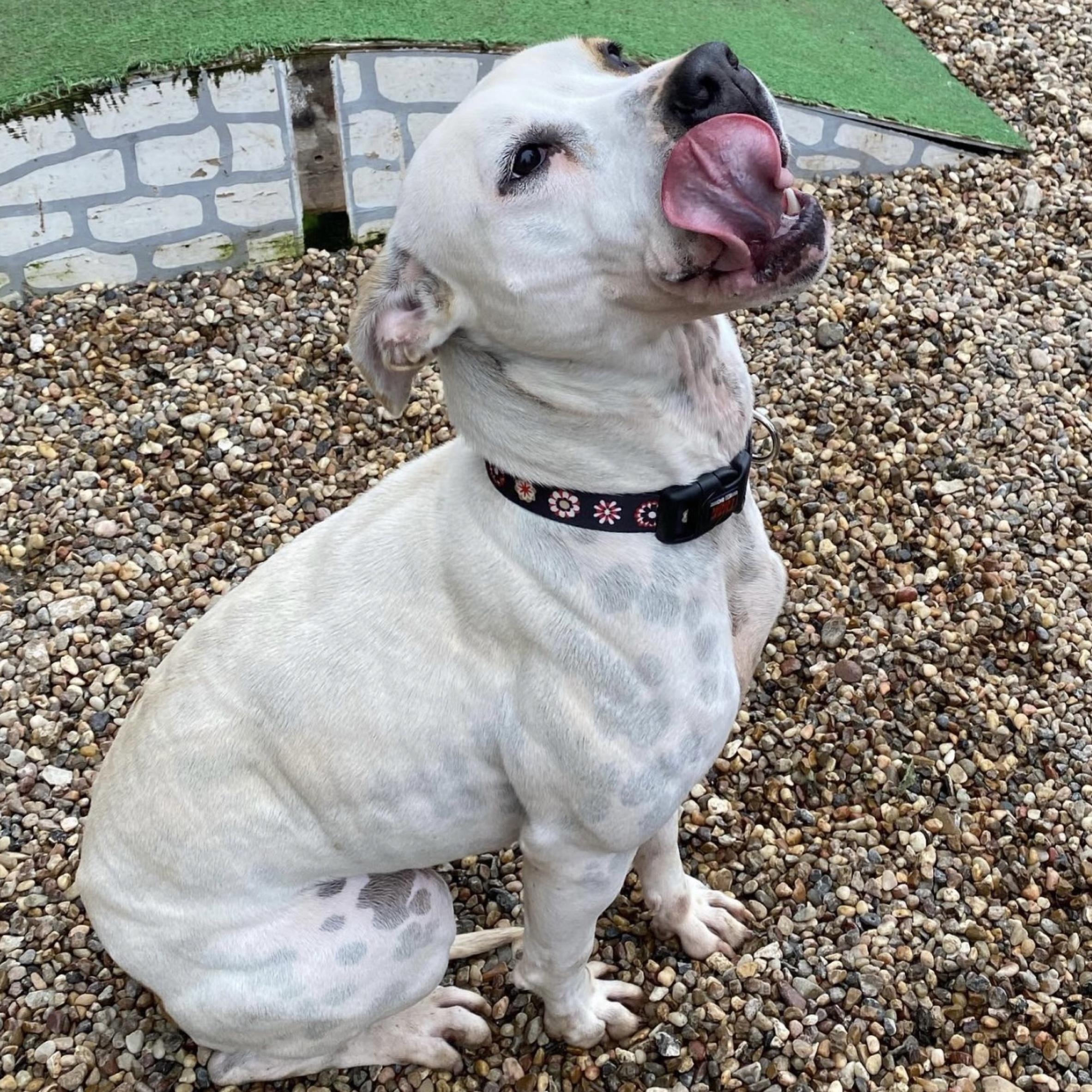 Enlarge Harper, a Adoptable mixed breed in Kingwood, TX image 3/6