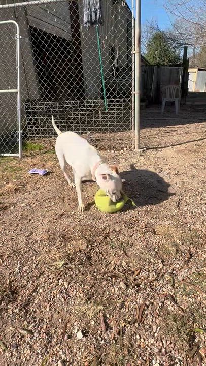 Enlarge Harper, a Adoptable mixed breed in Kingwood, TX video 6/6