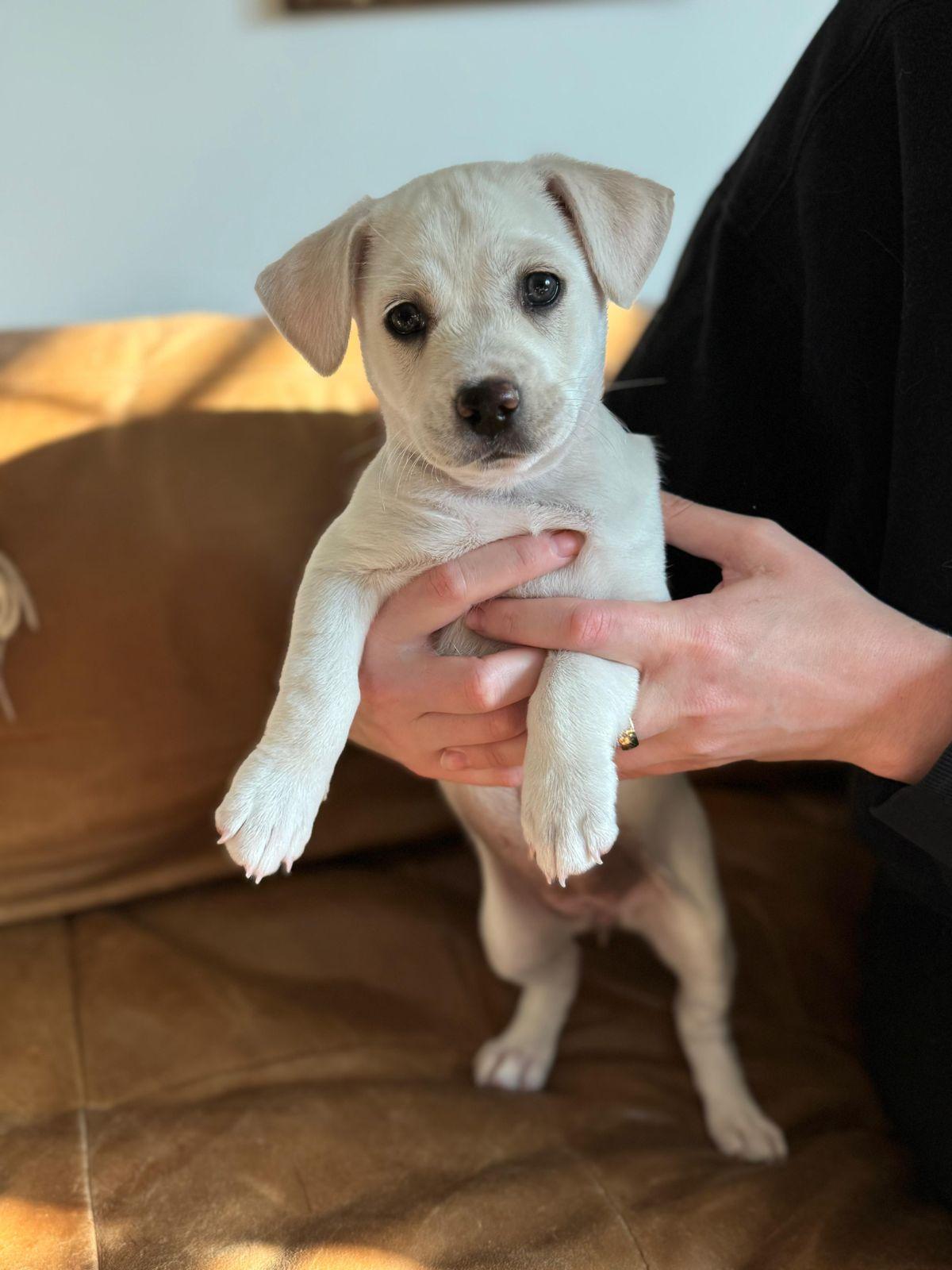 Tater Tot, adopted, Puppy Female Border Terrier.